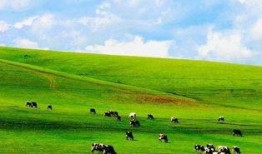 大草原在线观看